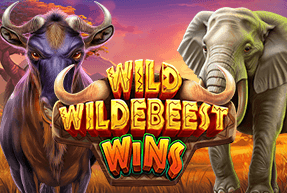 Wild Wildebeest Wins by Pragmatic Play